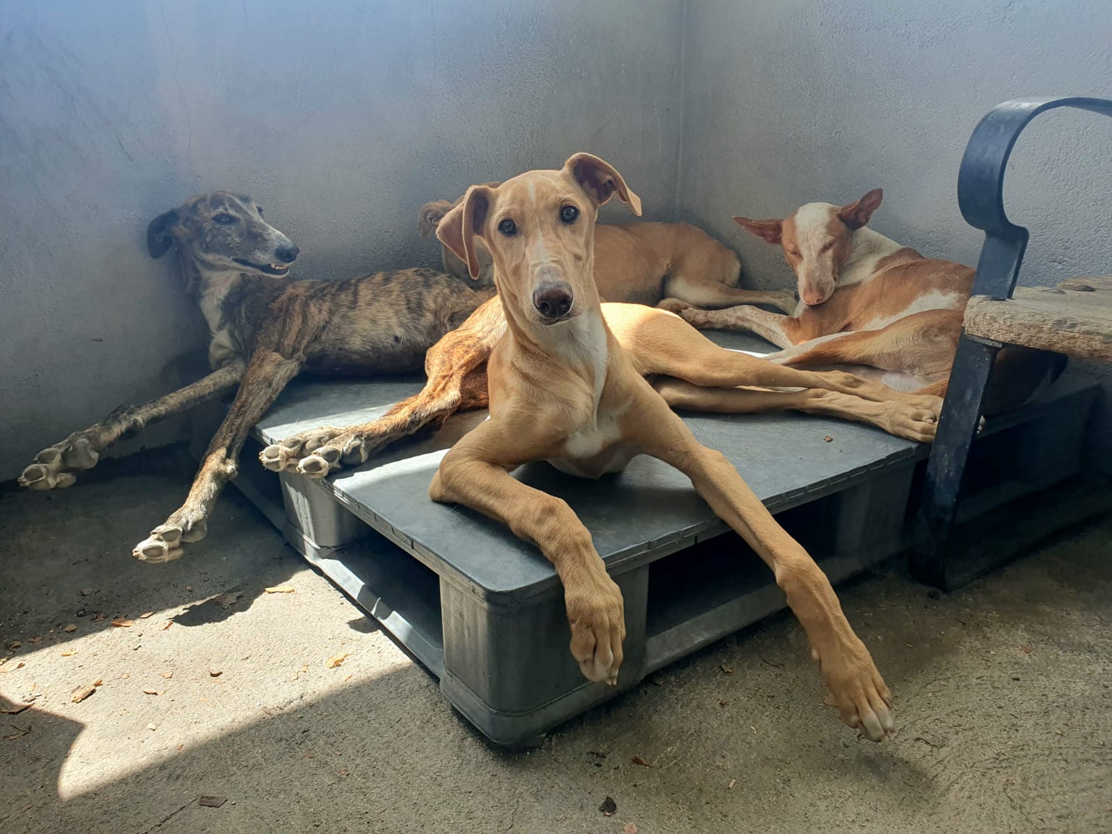 La protectora cuida de una media de 50 animales, entre perros y gatos, abandonados en Segovia La protectora cuida de una media de 50 animales, entre perros y gatos, abandonados en Segovia