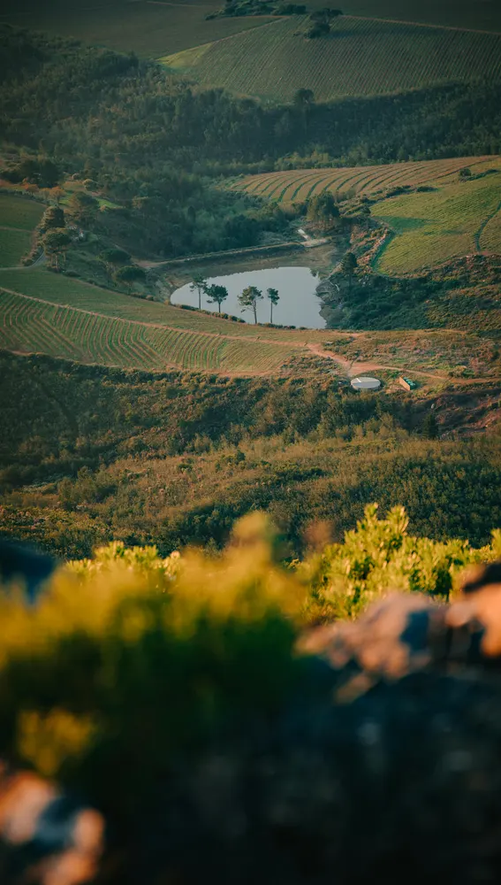 Viñedos de Sudáfrica Viñedos de Sudáfrica