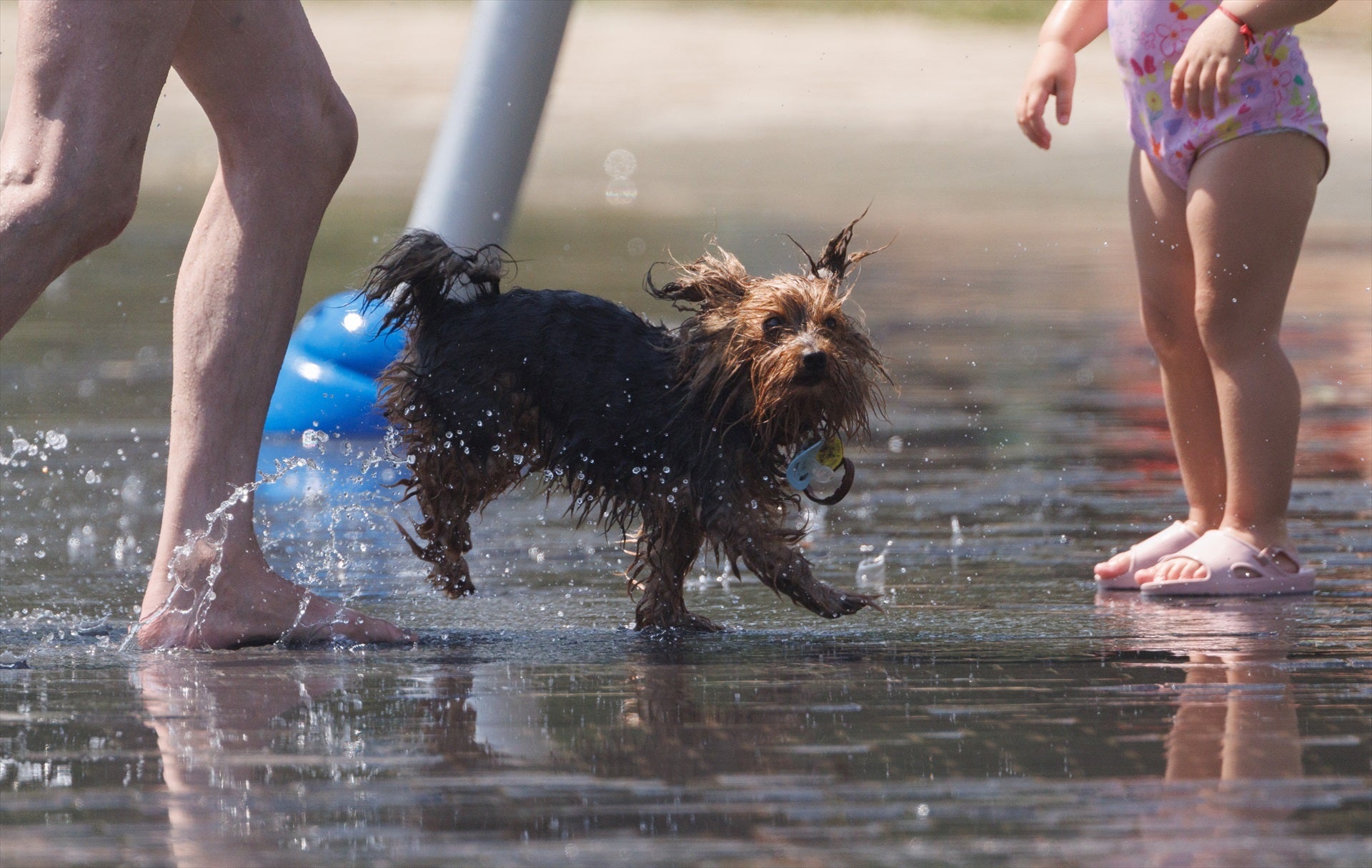 El Gobierno publica una guía para proteger a los animales ante las olas de calor El Gobierno publica una guía para proteger a los animales ante las olas de calor