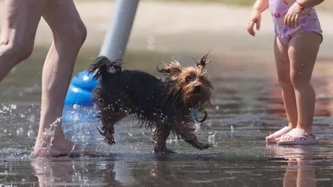 Un perro juega en el agua con dos personas en Madrid El Gobierno publica una guía para proteger a los animales ante las olas de calor