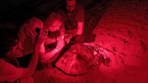Elche registra el segundo episodio de este verano de puesta de huevos de una tortuga boba. 