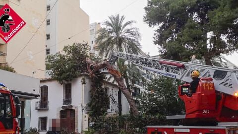 Cae uno de los pinos centenarios de l&#39;Hort de Colón en Benidorm 