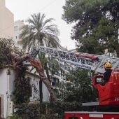 Cae uno de los pinos centenarios de l'Hort de Colón en Benidorm 