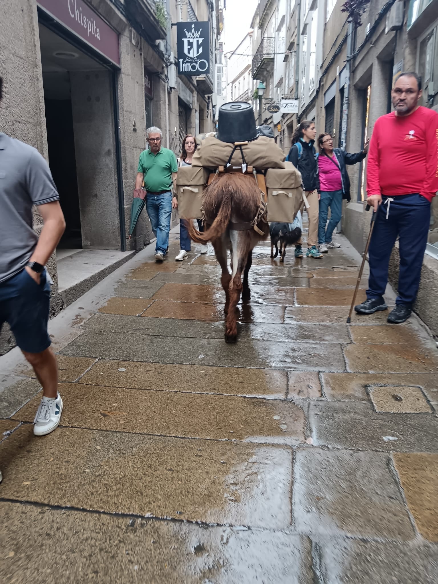 Vecinos de Santiago se muestran sorprendidos por el paseo de un burro por la rúa Calderería Vecinos de Santiago se muestran sorprendidos por el paseo de un burro por la rúa Calderería