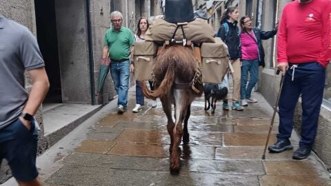 Vecinos de Santiago se muestran sorprendidos por el paseo de un burro por la rúa Calderería 