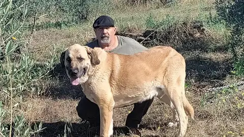 Ecologistas en Acción Granadilla pide a la Junta la puesta en marcha de un plan de recuperación del mastín español Ecologistas en Acción Granadilla pide a la Junta la puesta en marcha de un plan de recuperación del mastín español