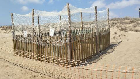 Lugar acotado en la misma playa de La Mata donde han quedado protegidos 57 de los 63 huevos del nido de la tortuga