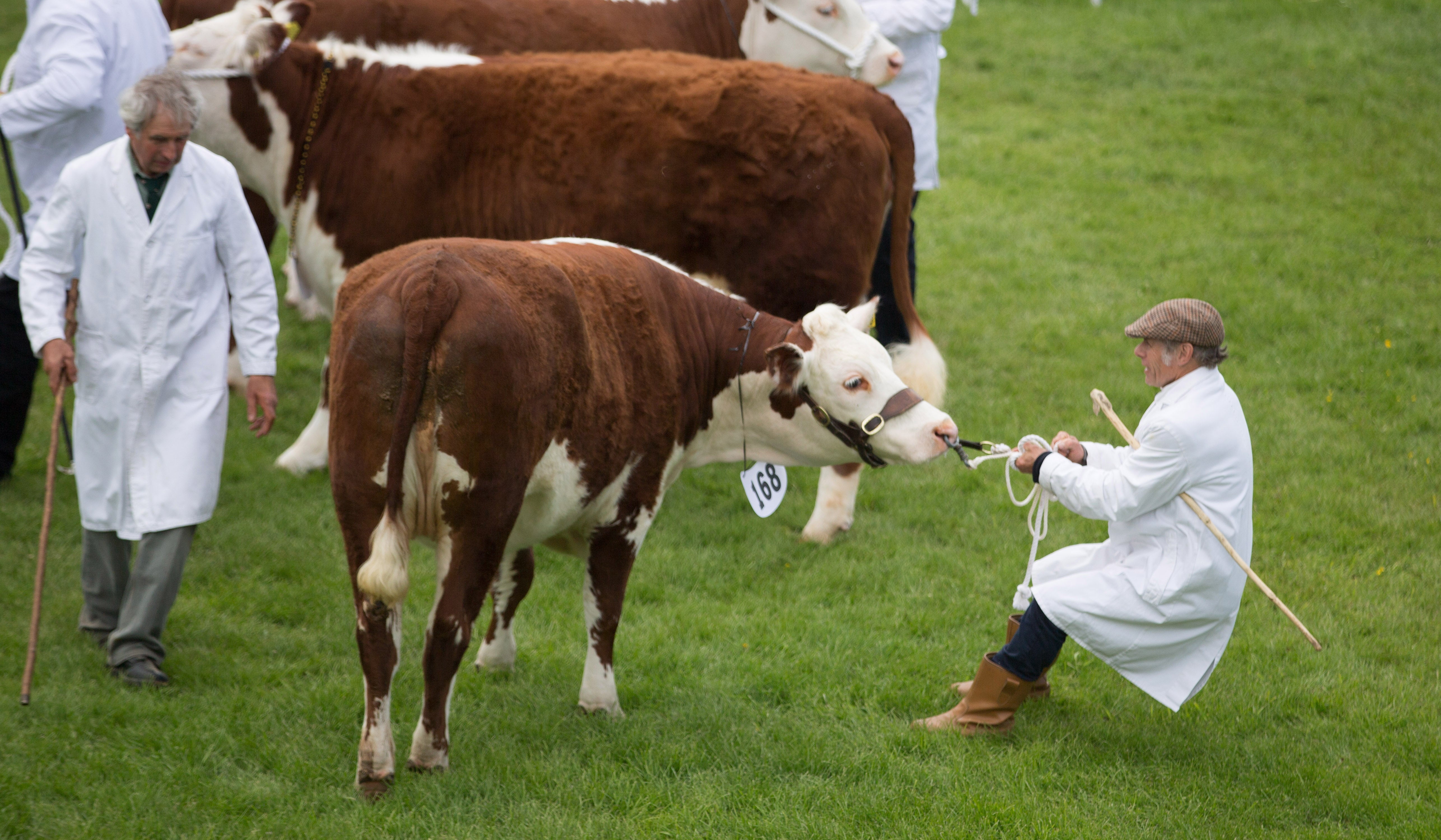 Las vacas locas Las vacas locas