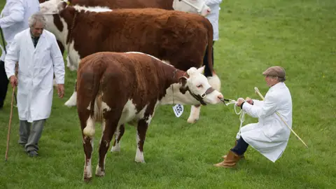 WADEBRIDGE, INGLATERRA - 4 DE JUNIO: Un expositor arrastra a su reticente novilla en el anillo principal de juicio de ganado en el día de apertura del Royal Cornwall Show cerca de Wadebridge el 4 de junio de 2015 en Cornwall, Inglaterra. Se esperan más de 100,000 visitantes en el espectáculo de este año, que se prolonga hasta el sábado, y se considera el evento más grande del condado y una cita importante en el calendario agrícola de la región que se celebra todos los años desde 1960. (Foto de Matt Cardy/Getty Images) WADEBRIDGE, INGLATERRA - 4 DE JUNIO: Un expositor arrastra a su reticente novilla en el anillo principal de juicio de ganado en el día de apertura del Royal Cornwall Show cerca de Wadebridge el 4 de junio de 2015 en Cornwall, Inglaterra. Se esperan más de 100,000 visitantes en el espectáculo de este año, que se prolonga hasta el sábado, y se considera el evento más grande del condado y una cita importante en el calendario agrícola de la región que se celebra todos los años desde 1960. (Foto de Matt Cardy/Getty Images)