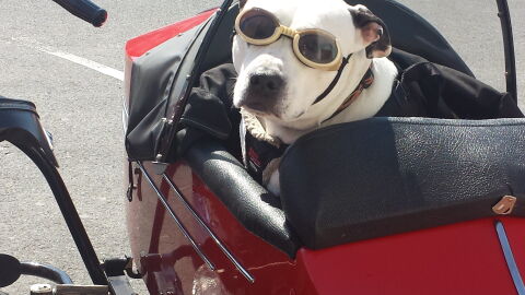 Hoy te ofrecemos las claves para viajar con tu perro en verano con tranquilidad y seguridad 