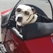 Ángel Osuna nos ofrece las claves para viajar con tu perro en verano con tranquilidad y seguridad Ángel Osuna nos ofrece las claves para viajar con tu perro en verano con tranquilidad y seguridad
