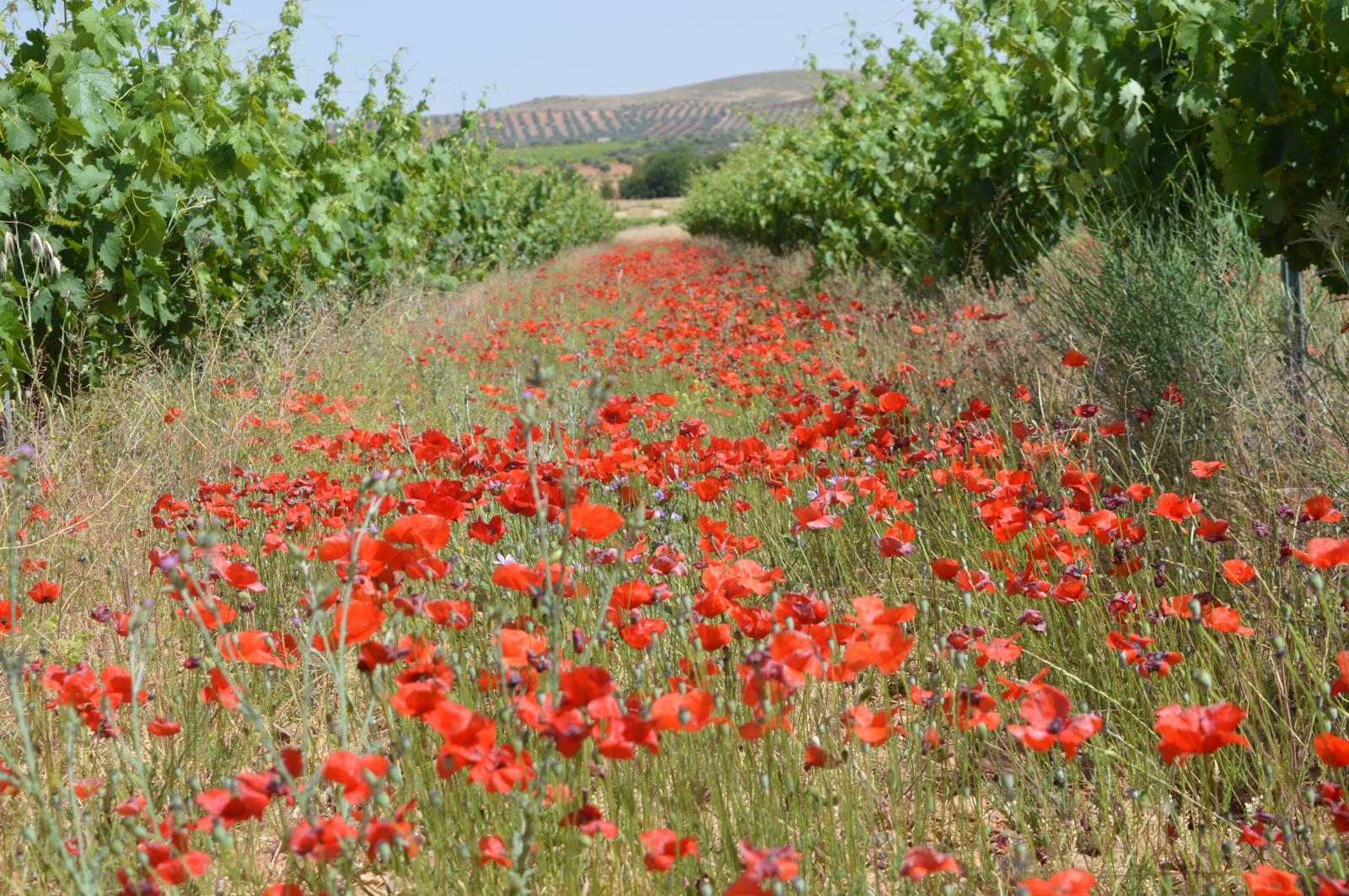 La agricultura biodinámica da respuesta a la necesidad de cuidar la tierra y consumir alimentos sanos La agricultura biodinámica da respuesta a la necesidad de cuidar la tierra y consumir alimentos sanos