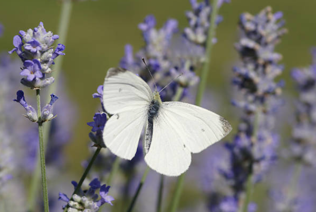 Qué significa ver una mariposa blanca: el origen de esta creencia Qué significa ver una mariposa blanca: el origen de esta creencia