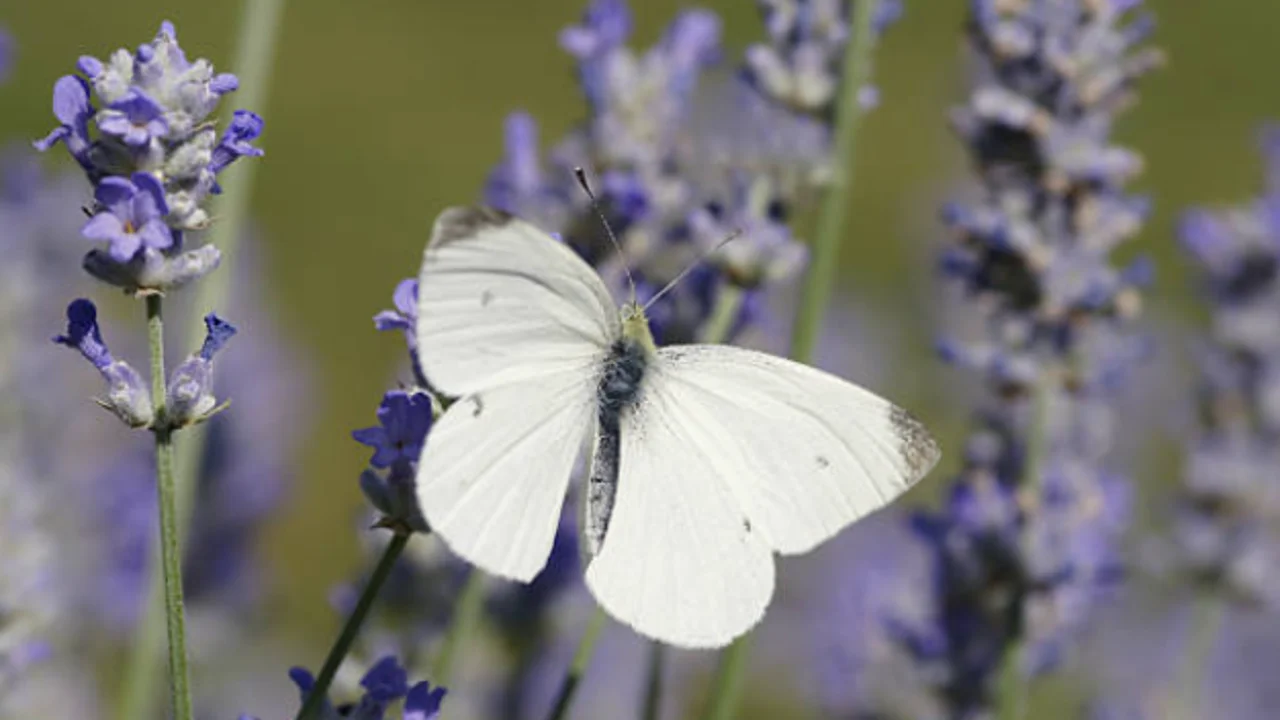 Qué significa ver una mariposa blanca: el origen de esta creencia