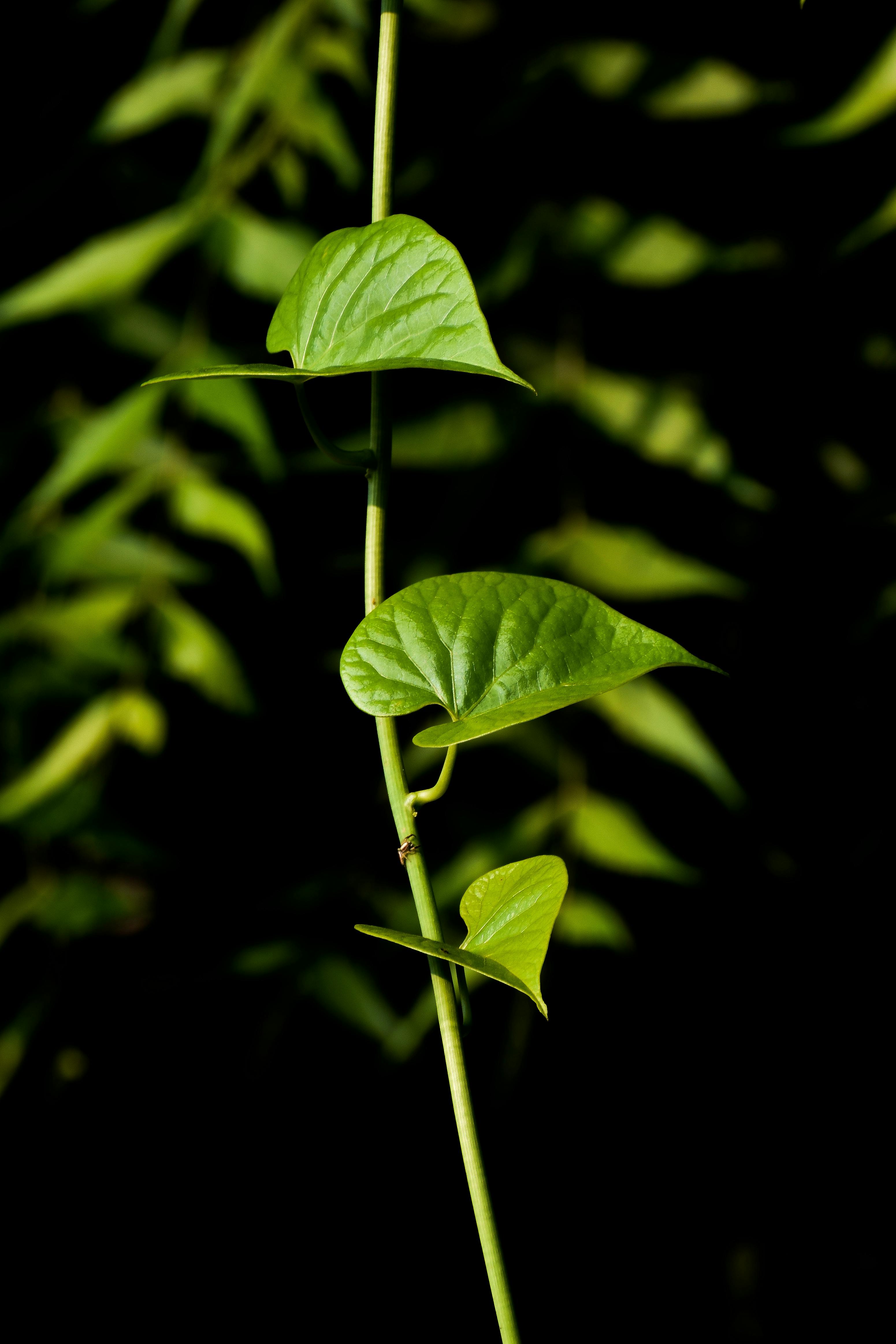 Las tres caras de la fotosíntesis: lo que ocurre dentro de las plantas cuando no las miramos Las tres caras de la fotosíntesis: lo que ocurre dentro de las plantas cuando no las miramos