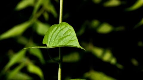 Imagen de una planta