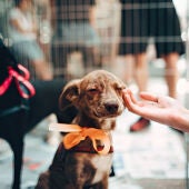 Adopción animales