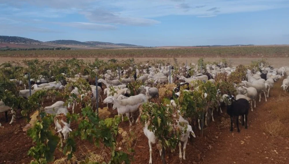 La agricultura biodinámica integra prácticas ancestrales y técnicas propias La agricultura biodinámica integra prácticas ancestrales y técnicas propias