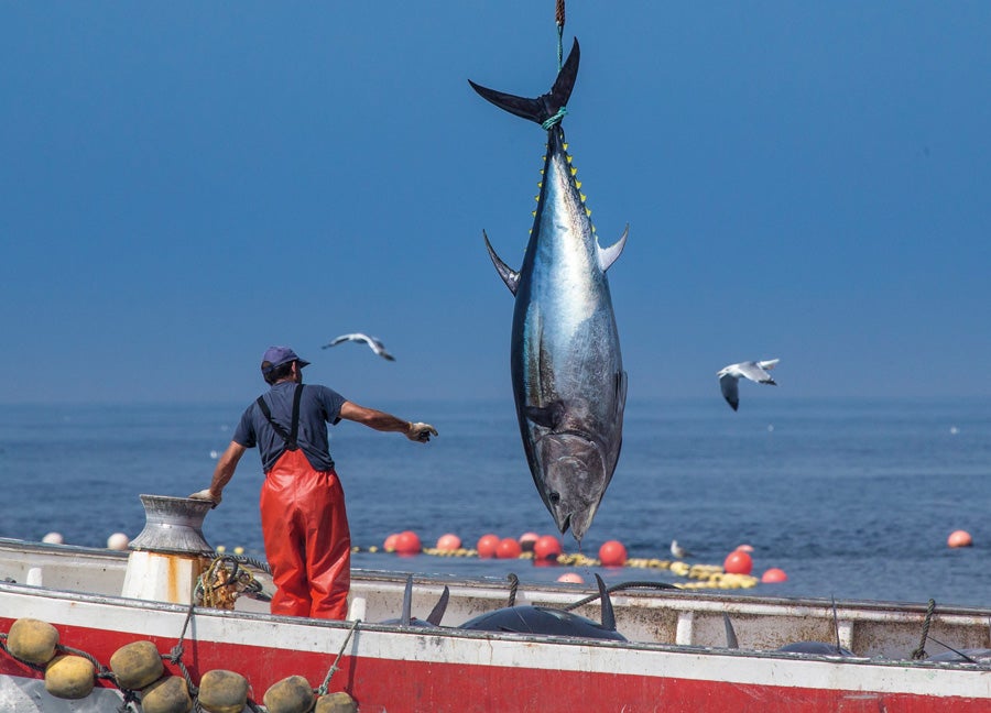 Los pescadores de la Janda reclaman al Gobierno cuota de atún rojo para los artesanales del Estrecho Los pescadores de la Janda reclaman al Gobierno cuota de atún rojo para los artesanales del Estrecho