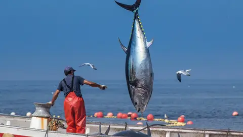 Levantá de atún rojo Levantá de atún rojo