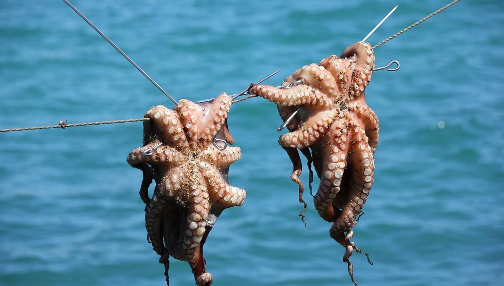 Comían pequeños pulpos que saltaban a la balsa Comían pequeños pulpos que saltaban a la balsa