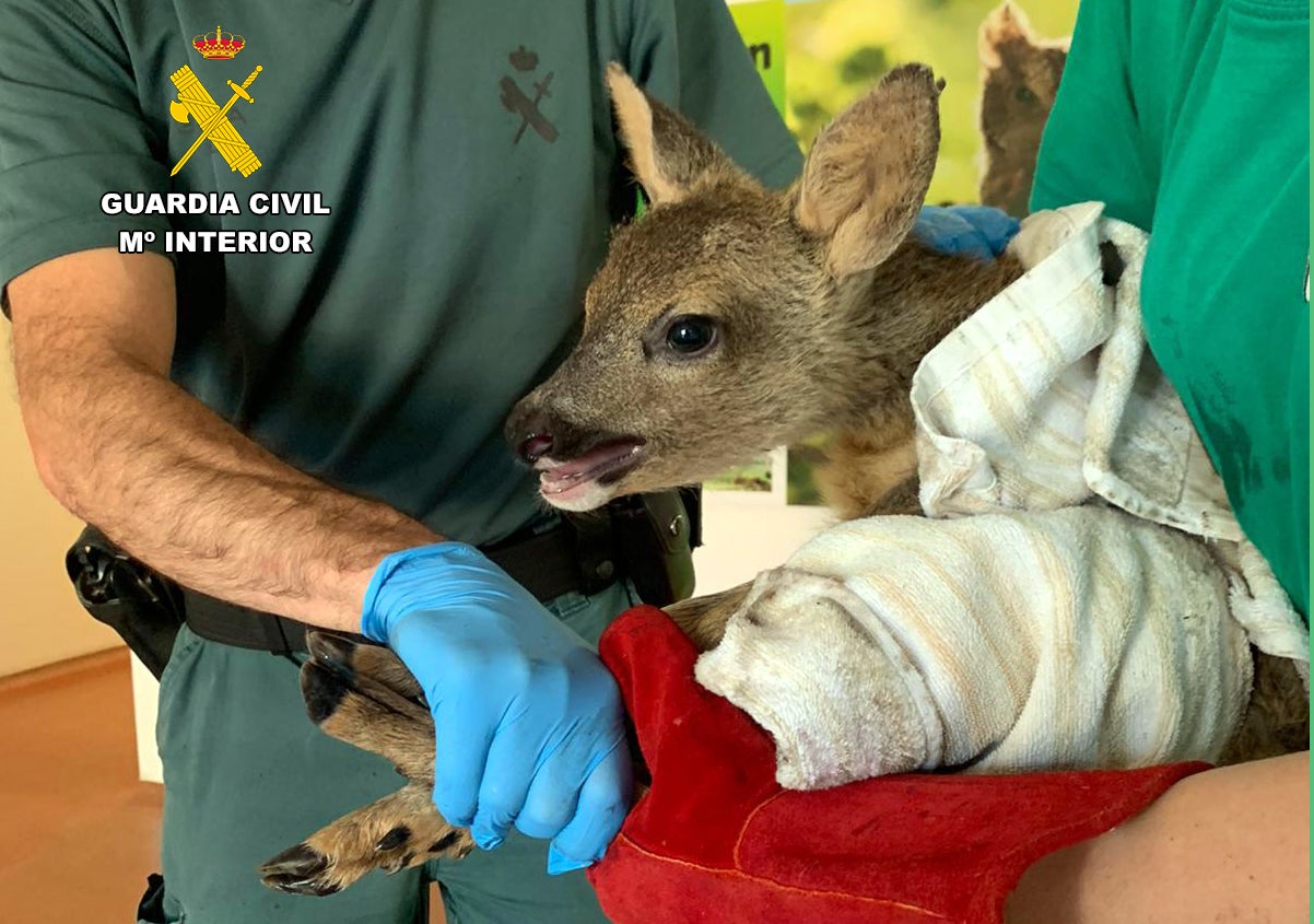 Recuperada una cría de corzo que se encontraba en cautividad en un tendedero de cuatro metros cuadrados Recuperada una cría de corzo que se encontraba en cautividad en un tendedero de cuatro metros cuadrados
