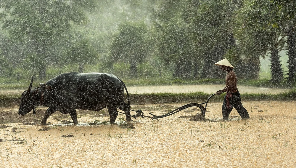 Campesino trabajando con búfalo de agua Campesino trabajando con búfalo de agua