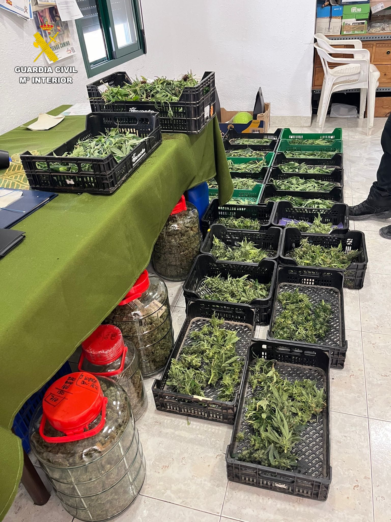 La Guardia Civil desmantela una plantación de marihuana en Albaida La Guardia Civil desmantela una plantación de marihuana en Albaida