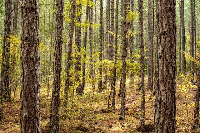Lola Ortega (Árboles contra el Cambio Climático): "Los colegios y los parques infantiles son las grandes asignaturas pendientes" Lola Ortega (Árboles contra el Cambio Climático): "Los colegios y los parques infantiles son las grandes asignaturas pendientes"