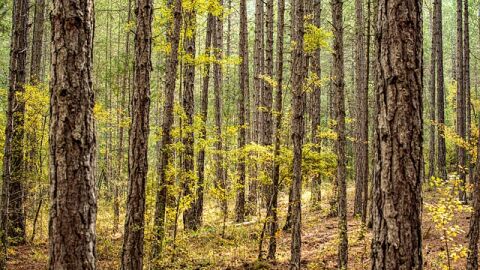 Bosque