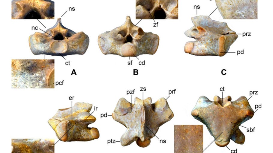 Muestra de los f&oacute;siles de Segurasaurus, el nuevo g&eacute;nero de reptil marino que ha descubierto la Universidad de Alcal&aacute;