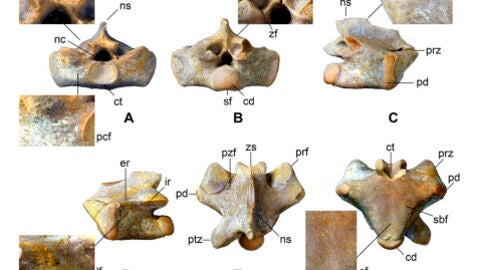 Muestra de los f&oacute;siles de Segurasaurus, el nuevo g&eacute;nero de reptil marino que ha descubierto la Universidad de Alcal&aacute;