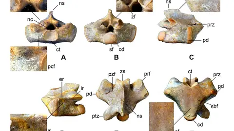 Investigadores de la Universidad de Alcalá nuevo género de reptil marino en Portugal Muestra de los fósiles de Segurasaurus, el nuevo género de reptil marino que ha descubierto la Universidad de Alcalá