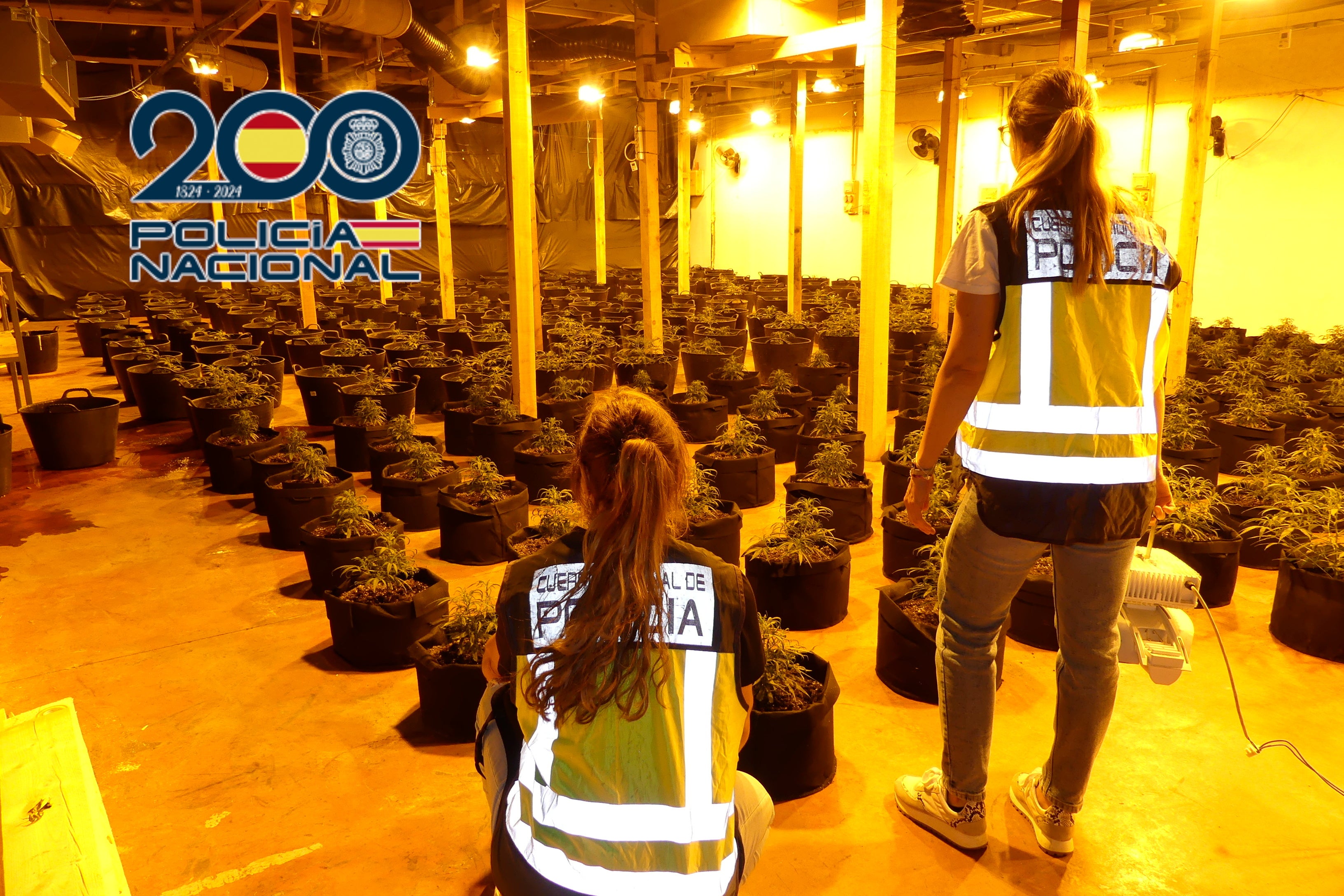 La Policía Nacional desmantela en Monóvar un cultivo con más de 1.800 plantas de marihuana La Policía Nacional desmantela en Monóvar un cultivo con más de 1.800 plantas de marihuana