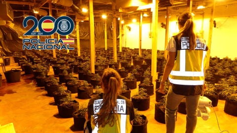 Agentes de la Polic&iacute;a Nacional en la plantaci&oacute;n de marihuana desmantelada en Mon&oacute;var.