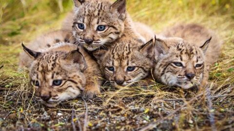 linces ibéricos bebés 