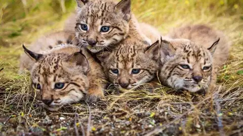 linces ibéricos bebés linces ibéricos bebés