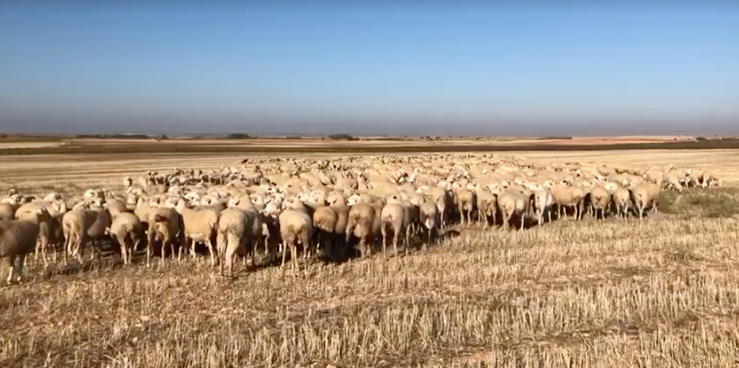 La UCLM elaborará una memoria de investigación que analizará la situación actual de la ganadería extensiva en la región La UCLM elaborará una memoria de investigación que analizará la situación actual de la ganadería extensiva en la región