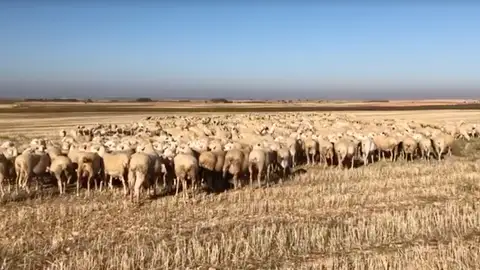 Ganado en Castilla-La Mancha Ganado en Castilla-La Mancha
