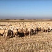 Ganado en Castilla-La Mancha