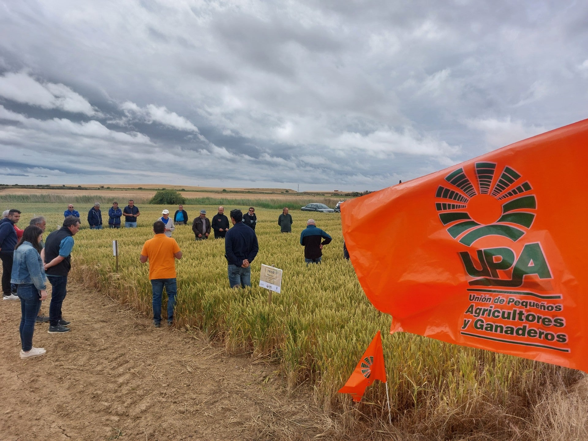 El campo de ensayo de cereales de UPA demuestra que las semillas certificadas han logrado de media un 10 % más de rendimientos El campo de ensayo de cereales de UPA demuestra que las semillas certificadas han logrado de media un 10 % más de rendimientos
