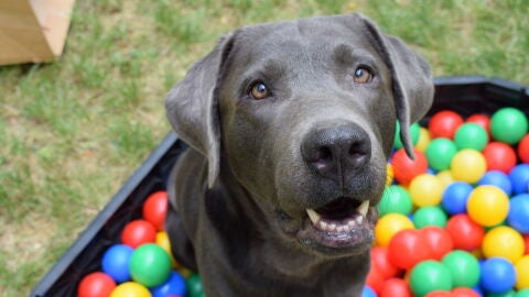 Hoy aprendemos c&oacute;mo proceder para no cometer errores a la hora de dejar a nuestro perro en un hotel o residencia