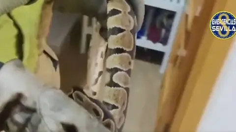 Retirada una serpiente de gran tamaño del dormitorio de una vivienda en Sevilla - EMERGENCIAS SEVILLA Retirada una serpiente de gran tamaño del dormitorio de una vivienda en Sevilla - EMERGENCIAS SEVILLA