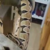 Retirada una serpiente de gran tamaño del dormitorio de una vivienda en Sevilla - EMERGENCIAS SEVILLA