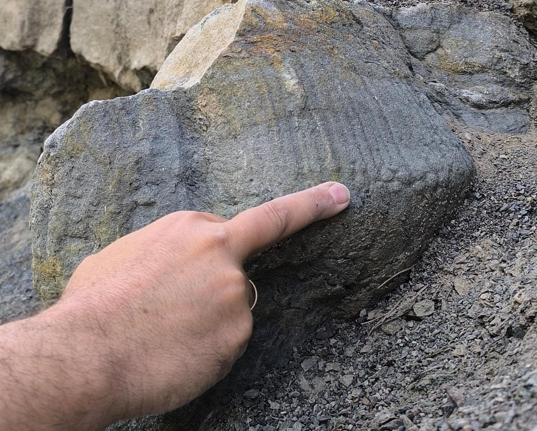 Alcalá muestra impresiones de la piel de los dinosaurios Alcalá muestra impresiones de la piel de los dinosaurios