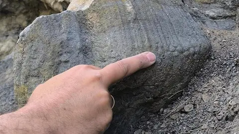 Alcalá muestra impresiones de la piel de los dinosaurios Alcalá muestra impresiones de la piel de los dinosaurios