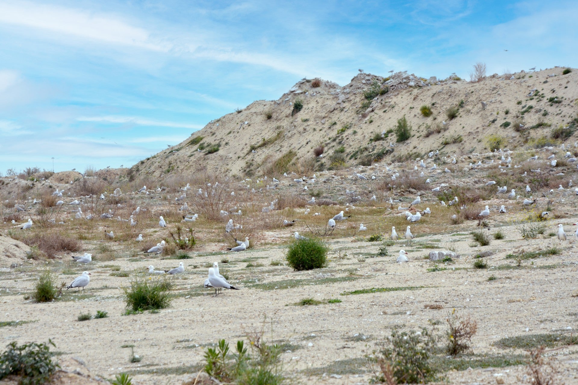 Port Castelló impulsa un plan de seguimiento para la protección y conservación de aves marinas nidificantes en El Puerto Port Castelló impulsa un plan de seguimiento para la protección y conservación de aves marinas nidificantes en El Puerto