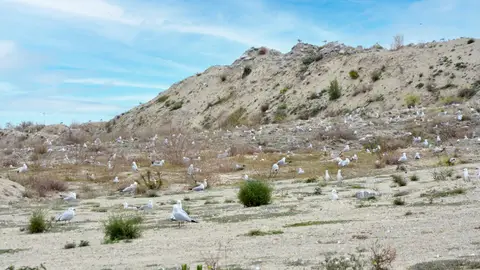PortCastelló continúa apostando por el seguimiento aves marinas nidificantes y reproductoras PortCastelló continúa apostando por el seguimiento aves marinas nidificantes y reproductoras