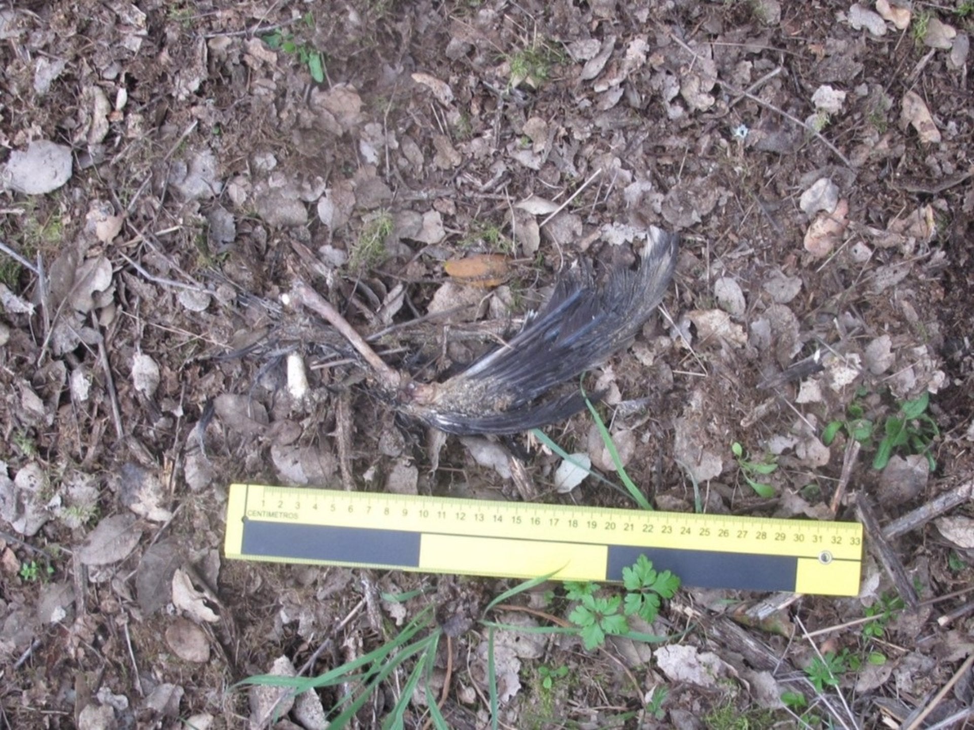 Investigado por envenenar en Majadas de Tiétar aves protegidas y un gato doméstico usando cebos Investigado por envenenar en Majadas de Tiétar aves protegidas y un gato doméstico usando cebos