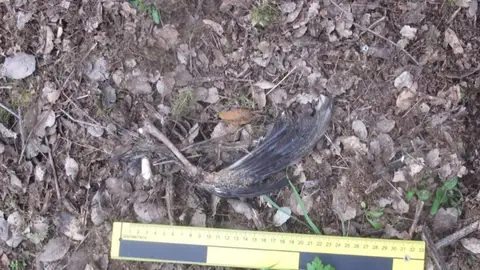 Investigado por envenenar en Majadas de Tiétar aves protegidas y un gato doméstico usando cebos Investigado por envenenar en Majadas de Tiétar aves protegidas y un gato doméstico usando cebos